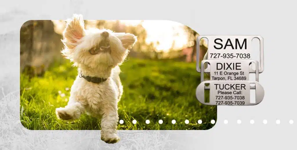 01 what to include pet ID tags